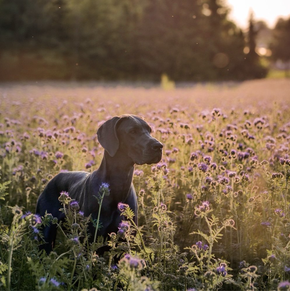 Hundetreffen-Spazieren und spielen in Weiden-Profilbild