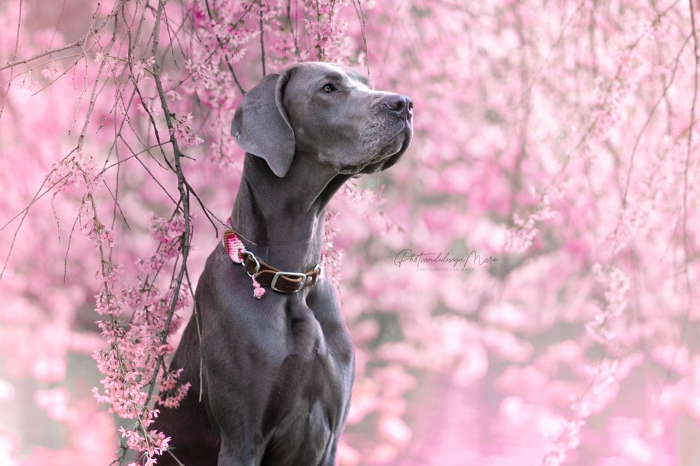 Hundetreffen-Suche Hundesitting für Di, Do & Fr-Profilbild