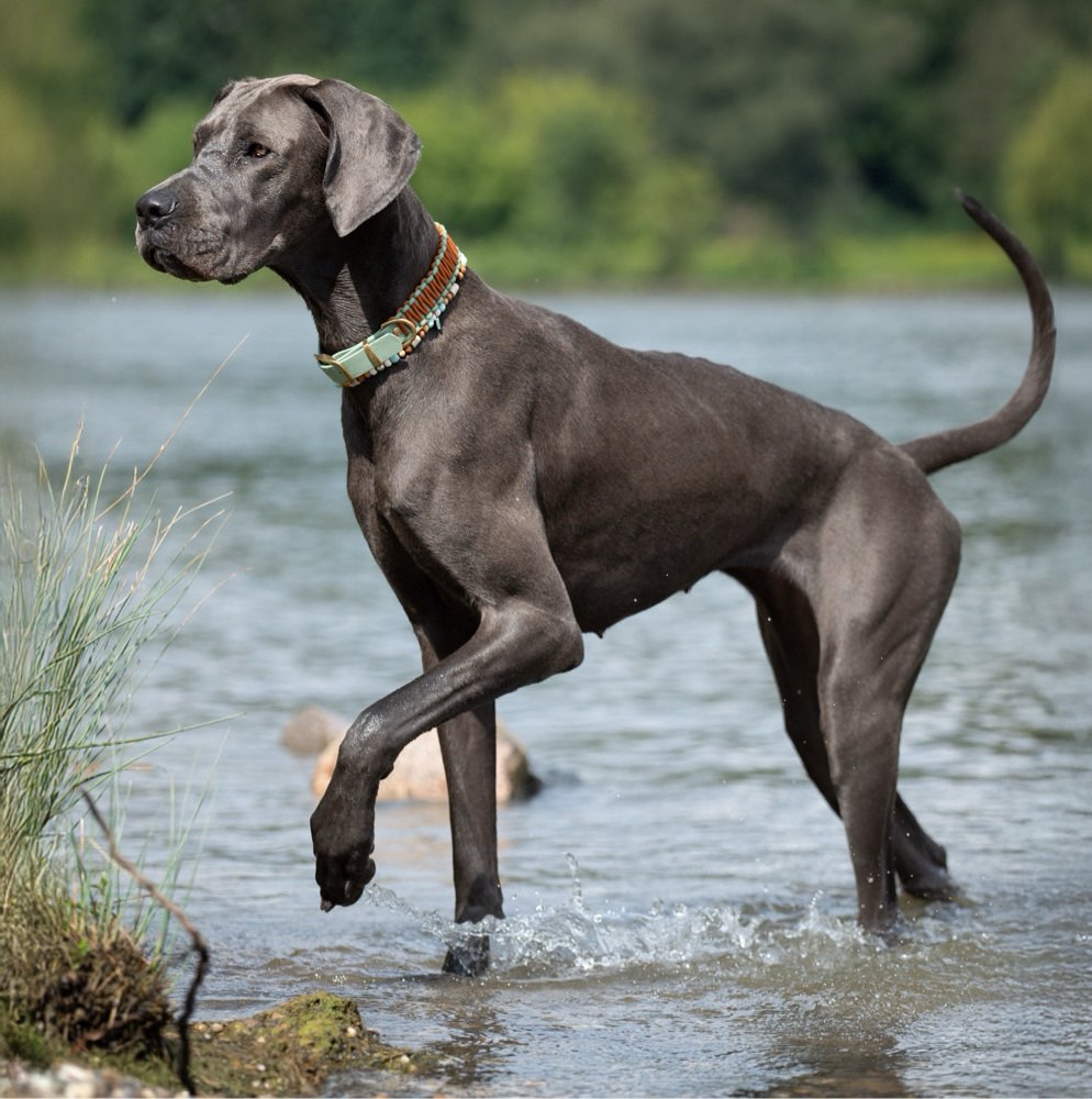 Hundetreffen-Spazieren und spielen in Weiden-Profilbild