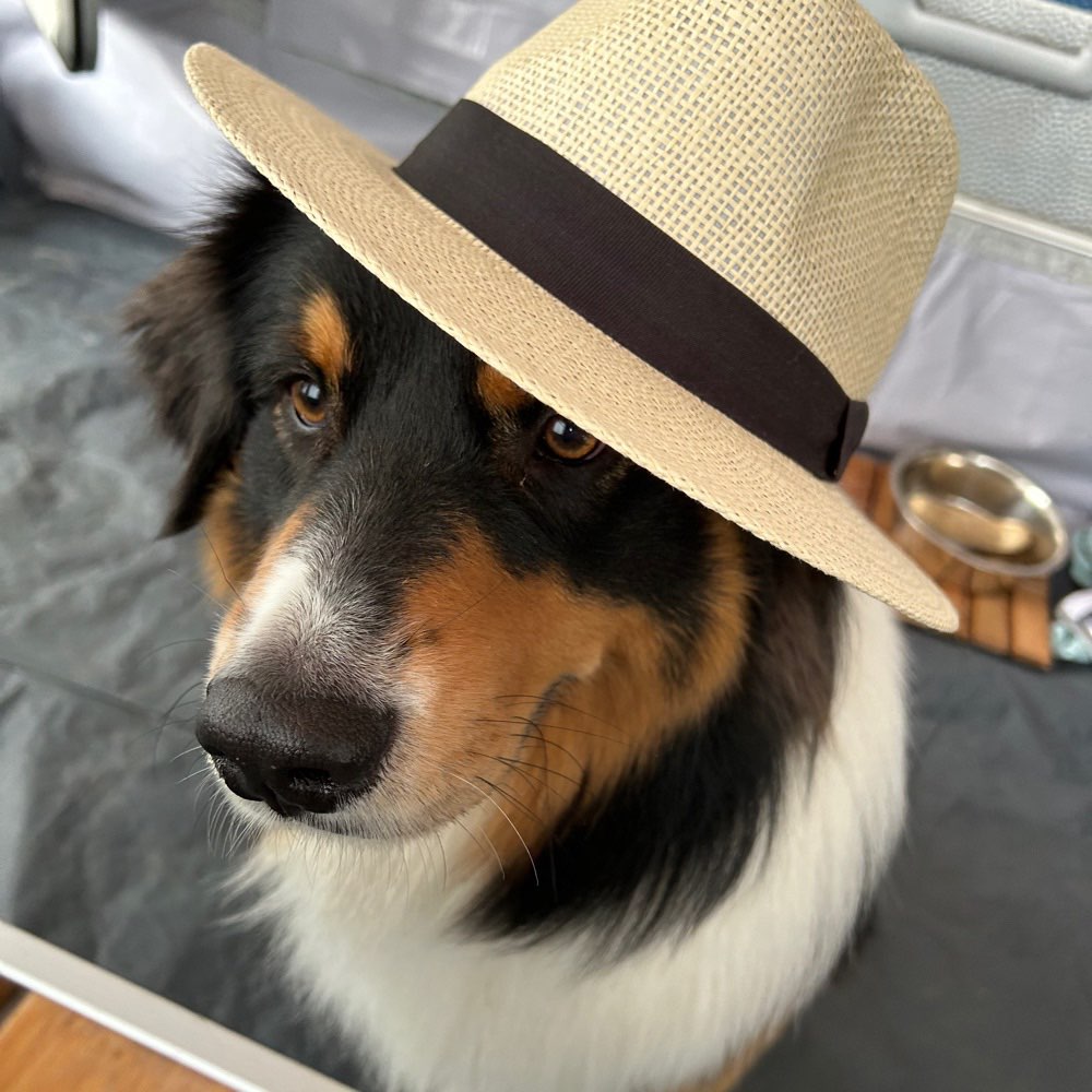 Hundetreffen-Suchen Spielgefährten… Hundekontakt …-Profilbild