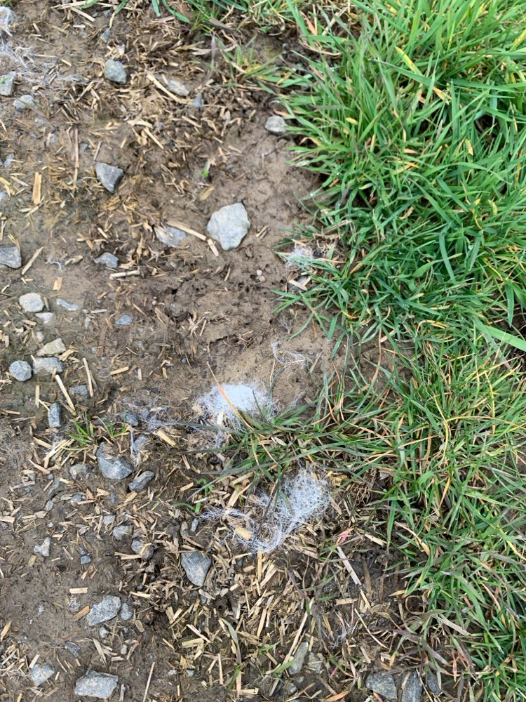 Giftköder-Evtl. Rattengift in Edermünde-Besse-Profilbild