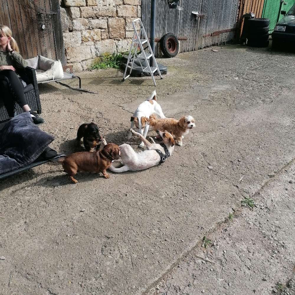 Hundetreffen-Hundespiel Gruppe Umpferstedt-Profilbild