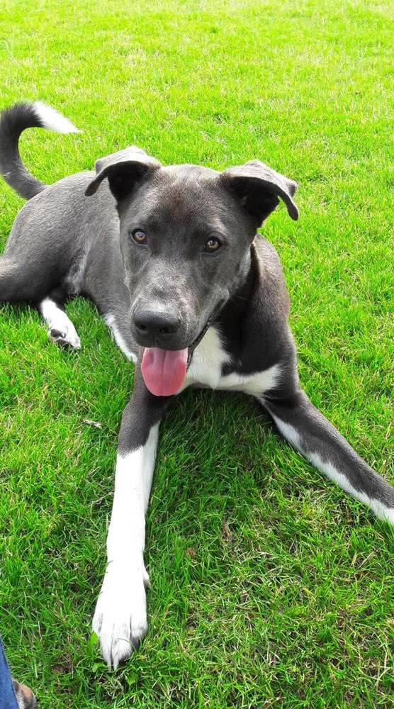 Suchmeldung-Boris-Profilbild