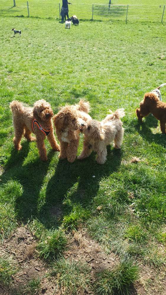Hundetreffen-Düsseldorfer Kleinhunde-Treffen-Profilbild