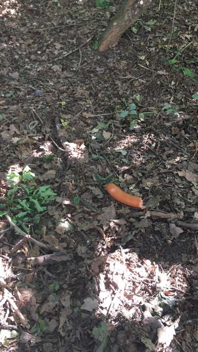 Giftköder-Bockwürste nähe Bäkepark-Profilbild
