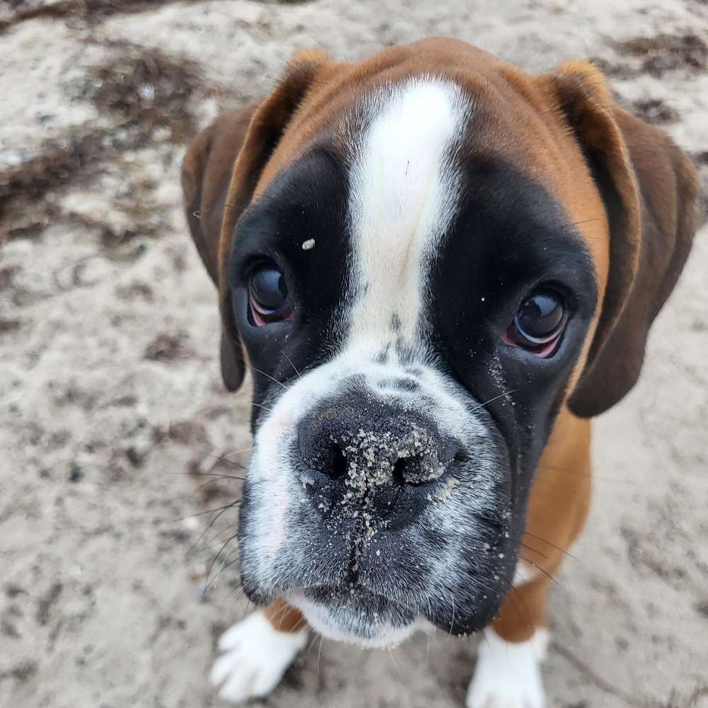 Hundetreffen-4,5 Monate junger Boxerrüde sucht Spielkameraden-Profilbild