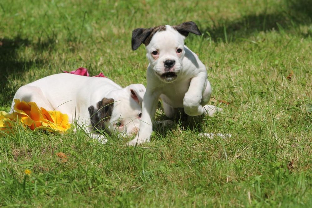 Hundetreffen-Boxer Treffen in Ostrhauderfehn-Profilbild