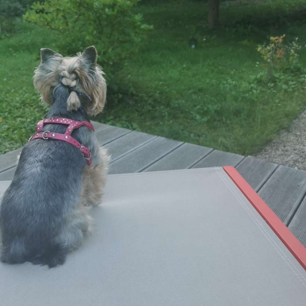 Hundetreffen-Gassi gehen mit kleiner Senior Hündin-Profilbild