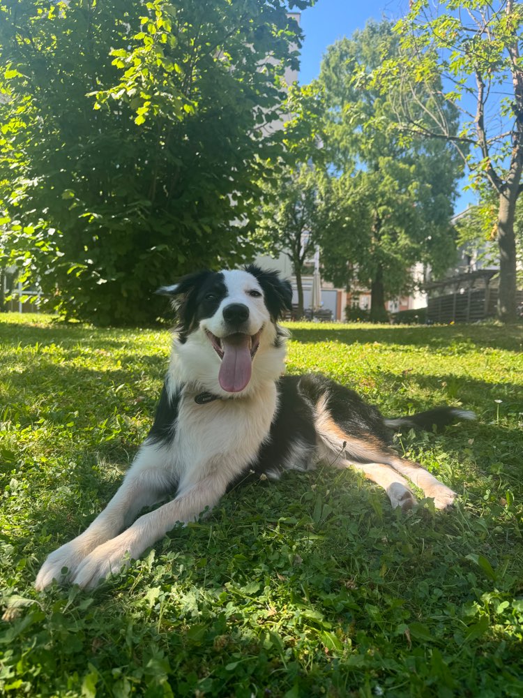 Hundetreffen-Spiel Treffen/Spazieren/Schwimmen Auslastung-Profilbild