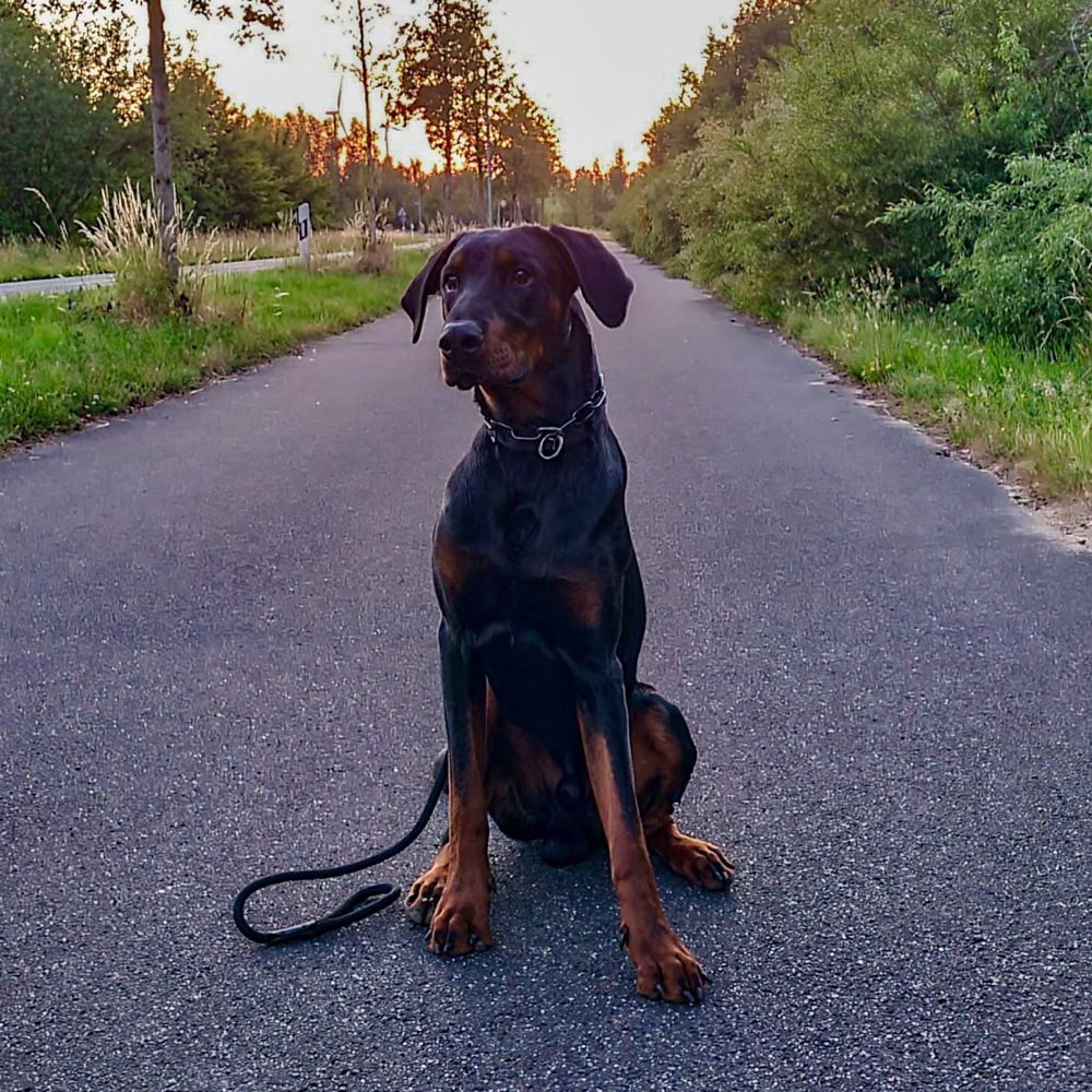 Hundetreffen-Nette Spaziergänge 🐶-Profilbild