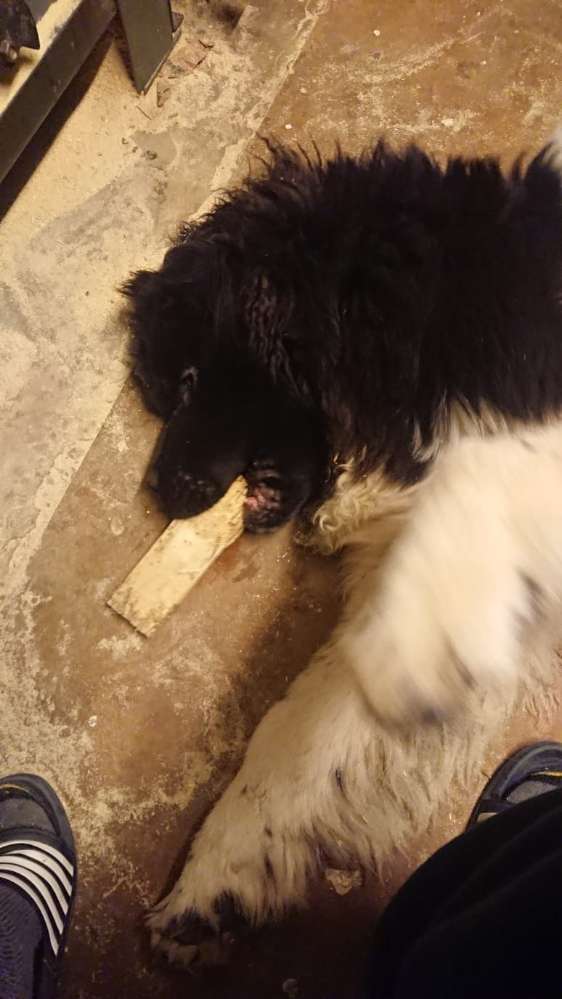 Hundetreffen-Spiel runde-Profilbild