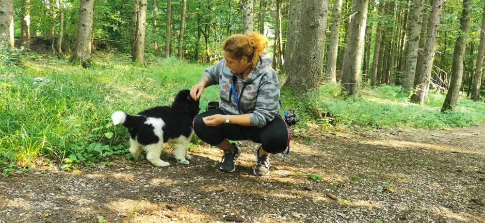 Hundetreffen-Kleine Welpenrunde-Profilbild