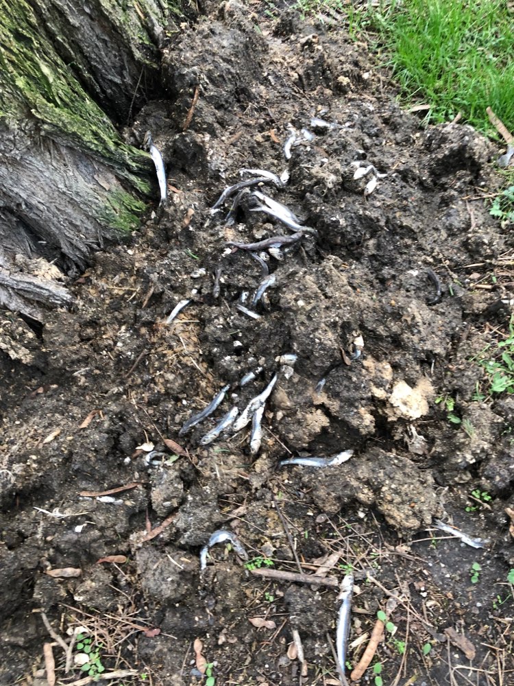 Giftköder-Sardinen-Profilbild