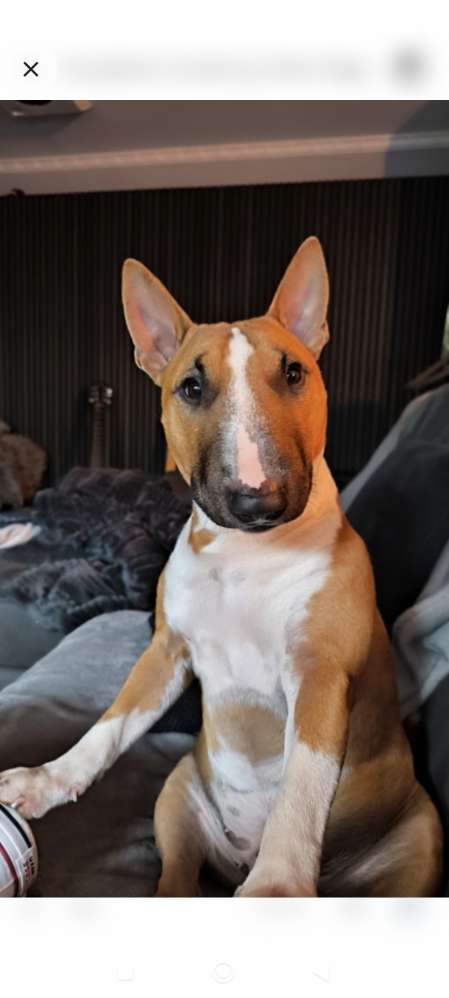 Hundetreffen-Gassirunde-Profilbild