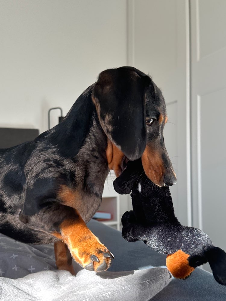 Hundetreffen-Gassi/Spiel Buddies-Profilbild