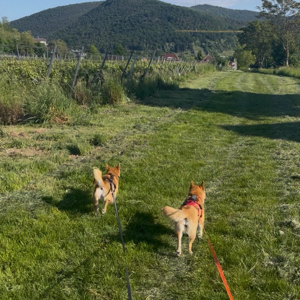 Hundetreffen-Gassirunden an der Waldstraße und Playdates-Profilbild