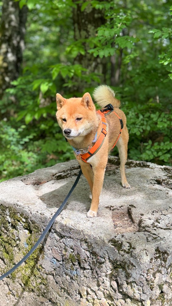 Hundetreffen-Shiba Inu Rüden-Profilbild