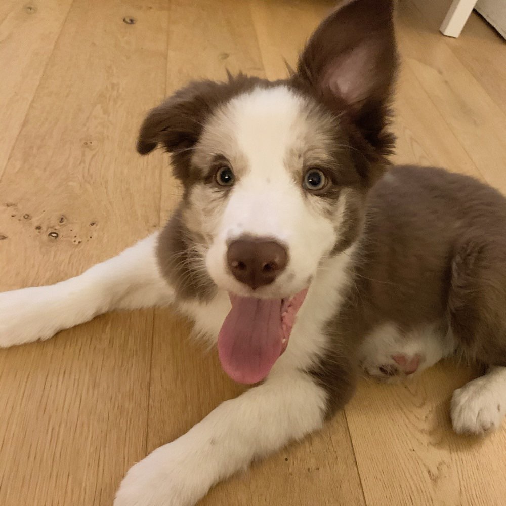 Hundetreffen-Gassirunde in Laatzen-Profilbild