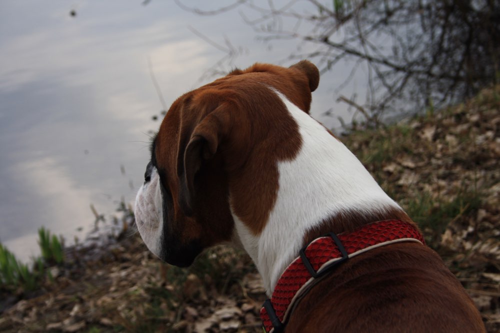 Hundetreffen-♥️-Profilbild