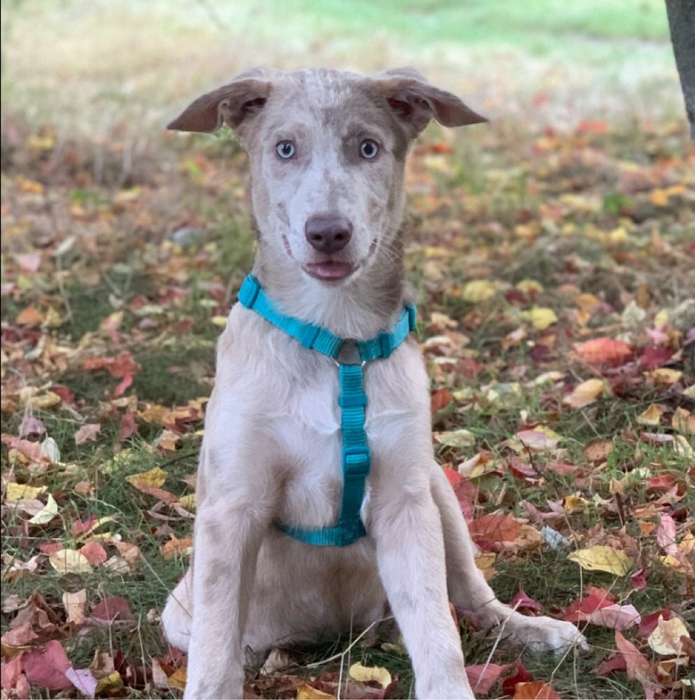 Hundetreffen-Spielrunde am Ahrensfelder Berg-Profilbild