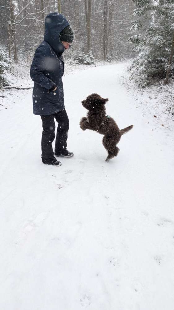 Hundetreffen-Suche Gassipartner-Profilbild