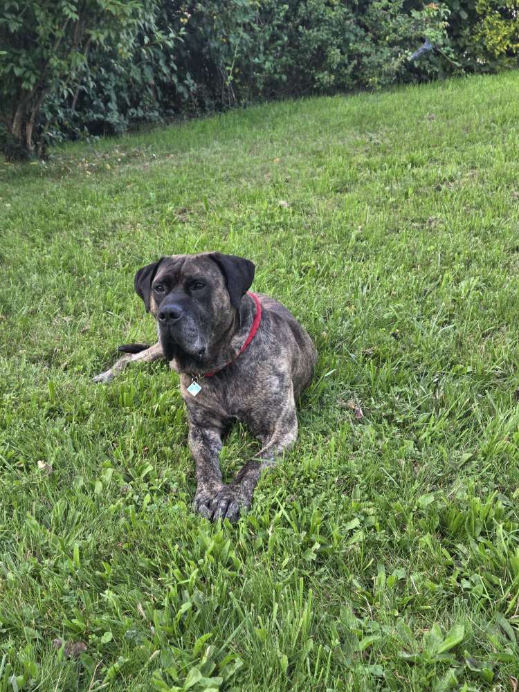 Hundetreffen-🐾 Spielgefährte für Balu gesucht! 🐾-Profilbild