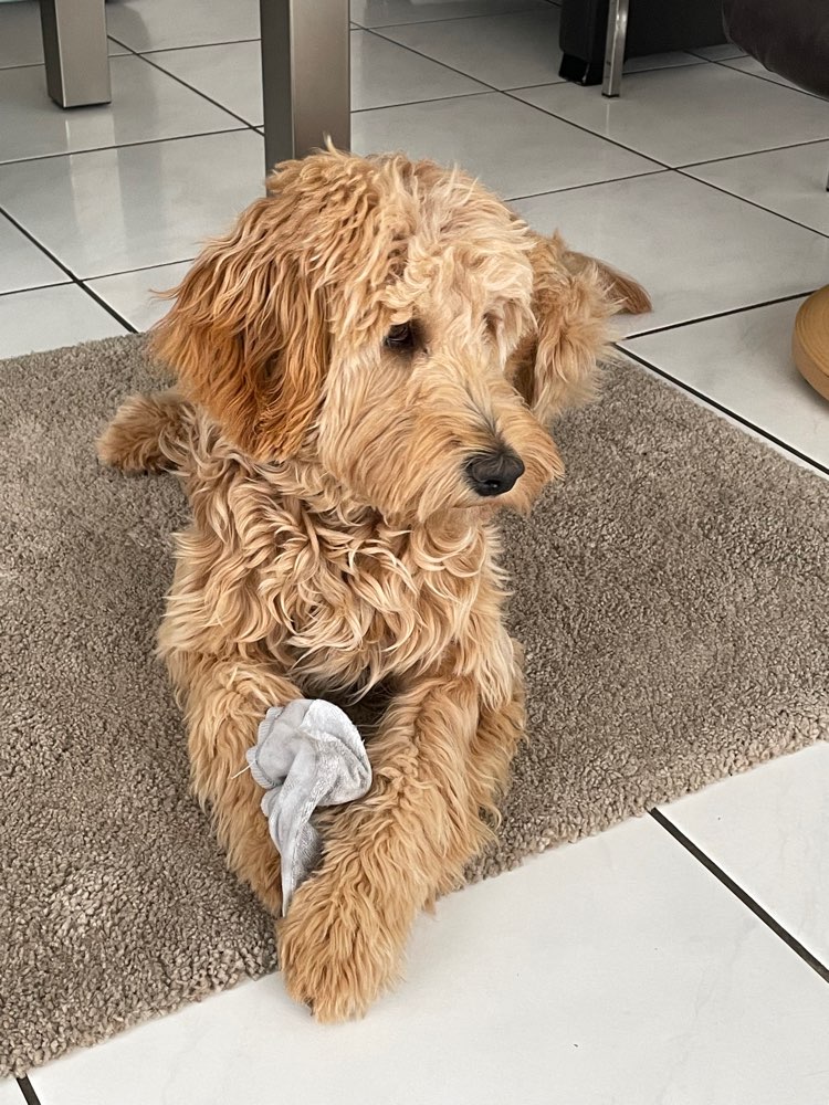 Hundetreffen-Spazieren und spielen-Profilbild