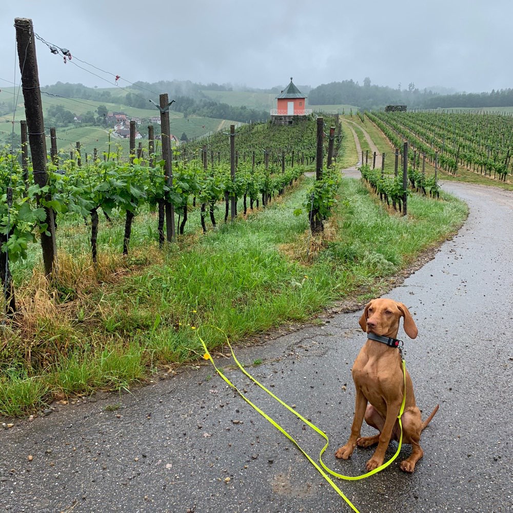 Hundetreffen-Gassi und Spielrunde-Profilbild