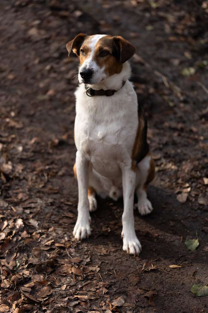 Hundetreffen-Begegnungstraining-Profilbild