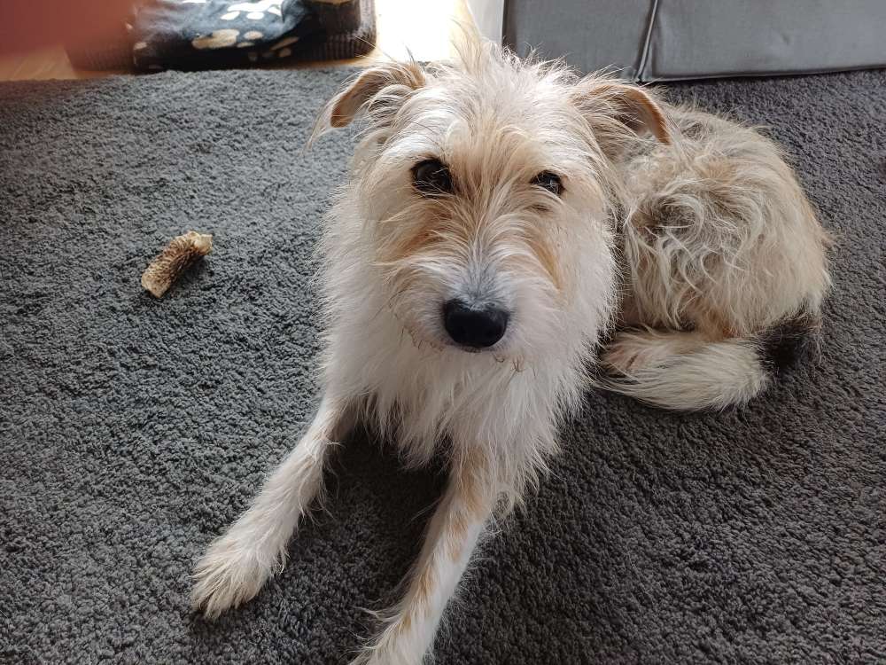 Hundetreffen-Gemeinsames Gassi gehen-Profilbild