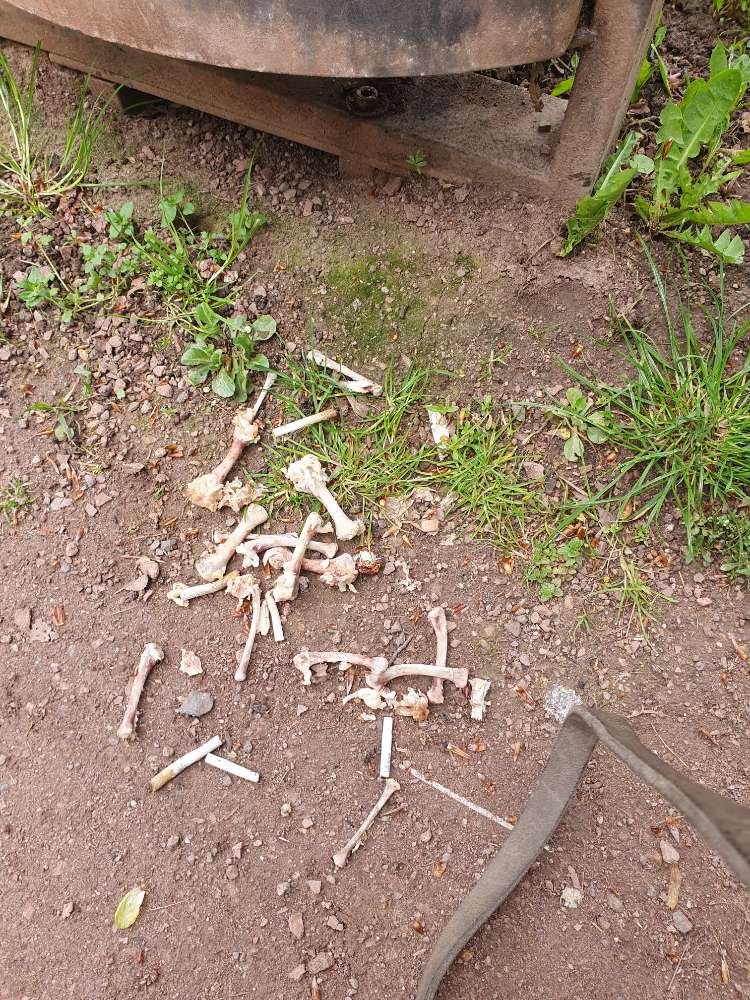 Giftköder-Knochen und evtl Joint Reste-Profilbild