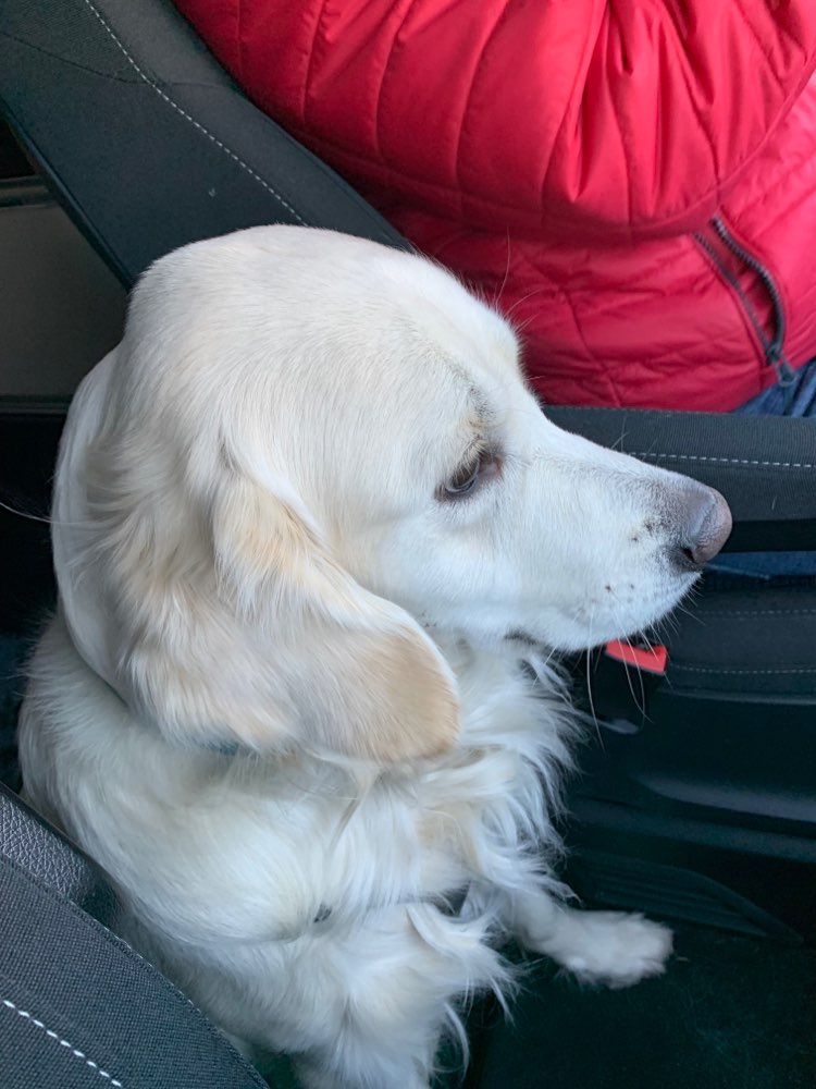 Hundetreffen-Golden Retriever Treffen-Profilbild