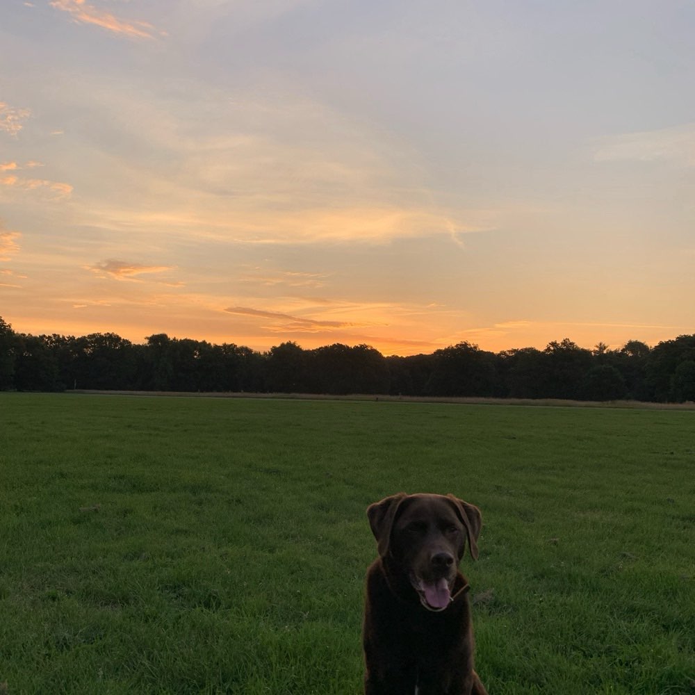 Hundetreffen-Gassirunde mit Hund und Kind in Kleinzschocher-Profilbild