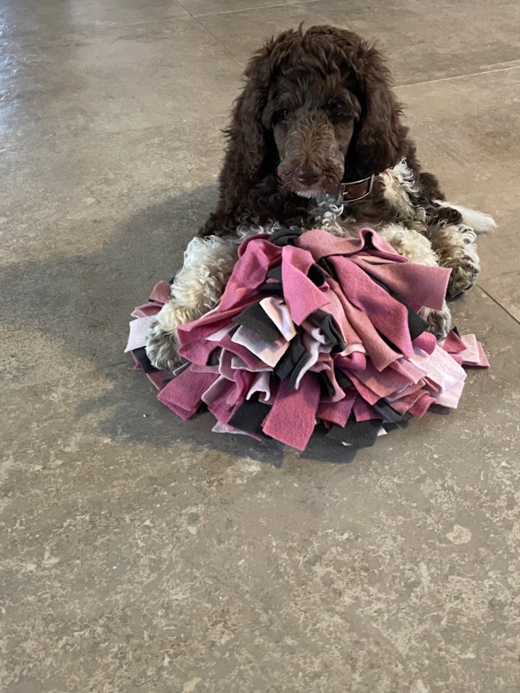 Hundetreffen-Grosspudel - Welpe sucht Spielkameraden-Profilbild