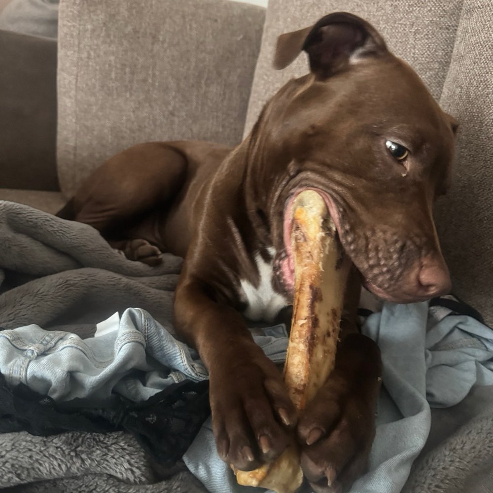 Hundetreffen-Spielpartner gesucht!-Profilbild