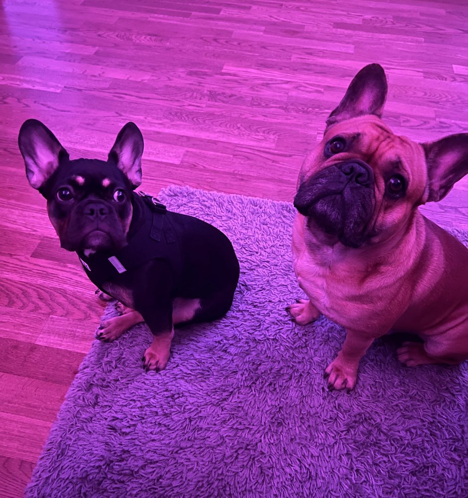 Hundetreffen-Hundetreff in der Flörsheimer Schweiz-Profilbild