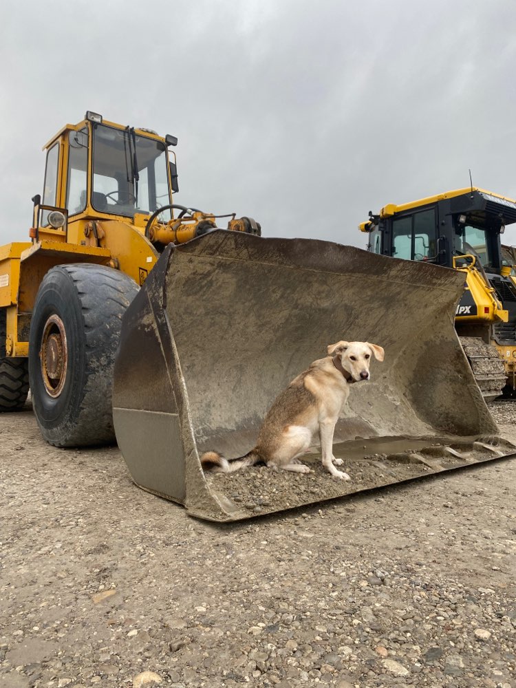Hundetreffen-Gemeinsames Üben-Profilbild