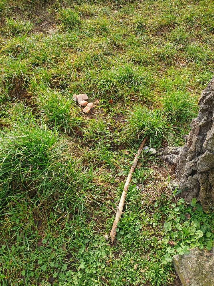 Giftköder-Ausgelegtes Fleisch-Profilbild