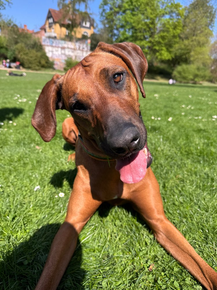 Hundetreffen-Spielfreunde für Klara-Profilbild