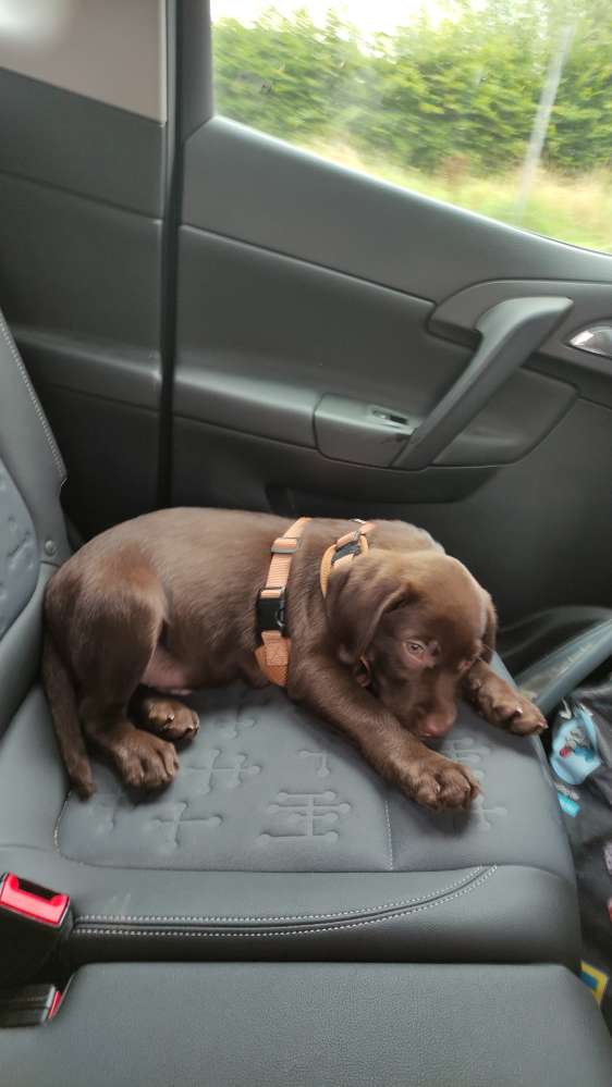 Hundetreffen-Welpen Treff wesseling-Profilbild