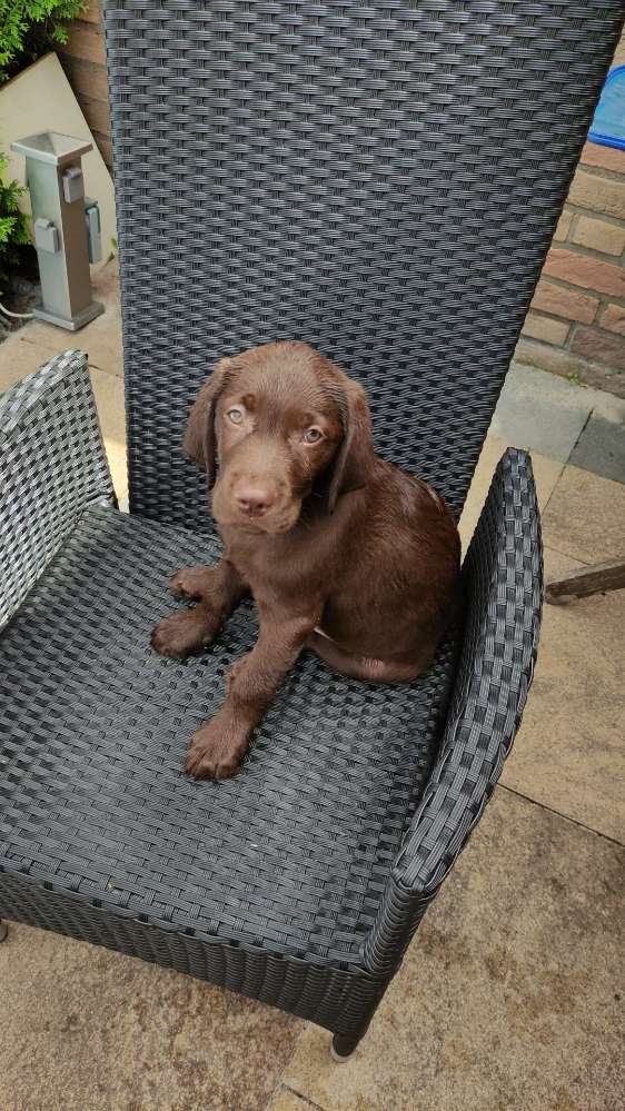 Hundetreffen-Hundetreff Eichholz-Profilbild