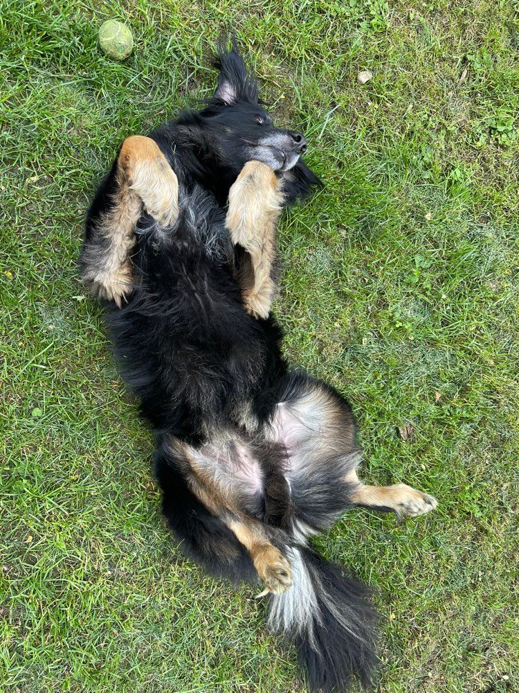 Hundetreffen-Gassi- oder Spieltreffen in und rund um Worms-Profilbild