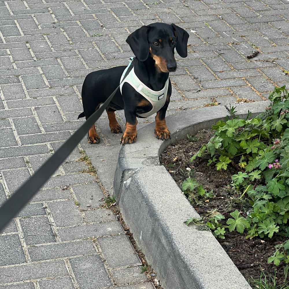 Hundetreffen-Dackeltreff Baesweiler-Profilbild