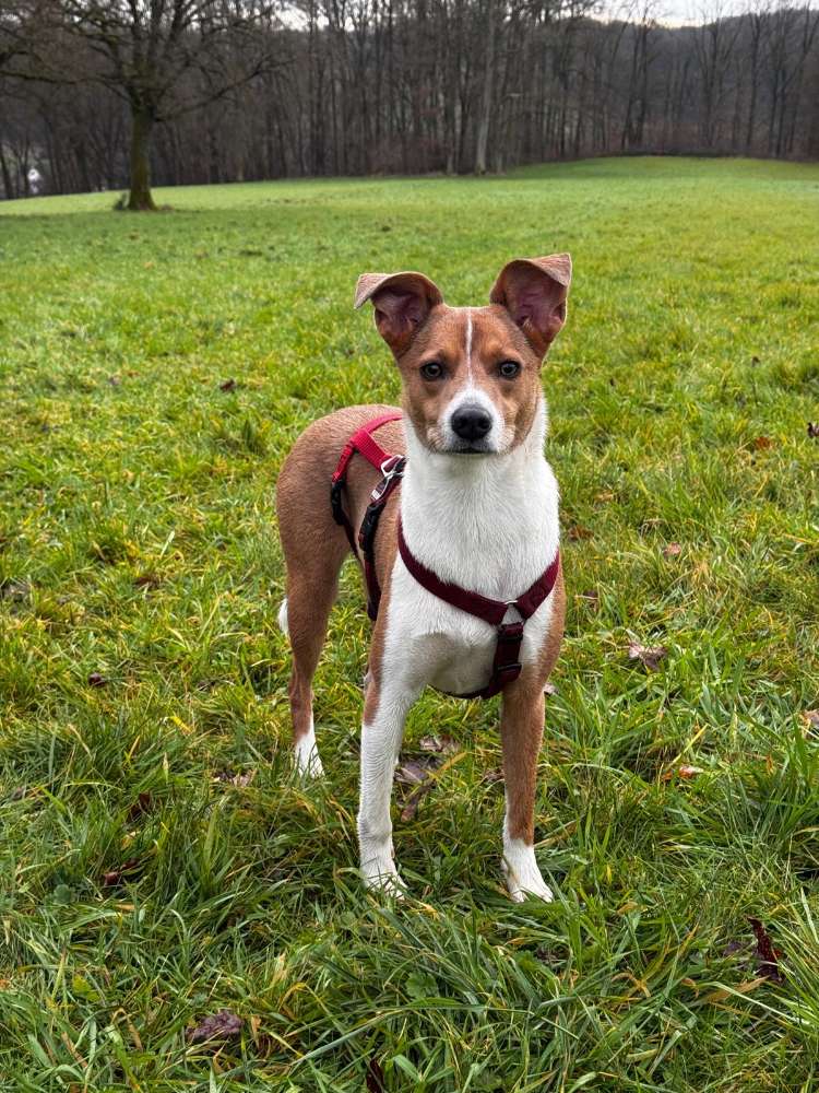 Hundetreffen-Gassitreffen in Otterberg-Profilbild