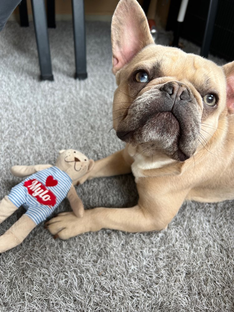 Hundetreffen-Gassi- und Spieltreffen-Profilbild