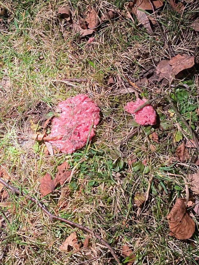 Giftköder-Giftköder-Profilbild