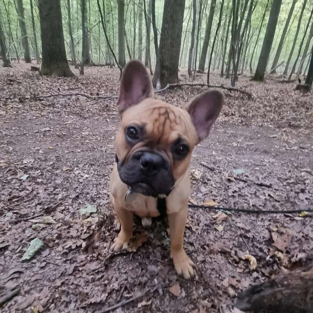 Hundetreffen-Gassirunde unter Bullys-Profilbild