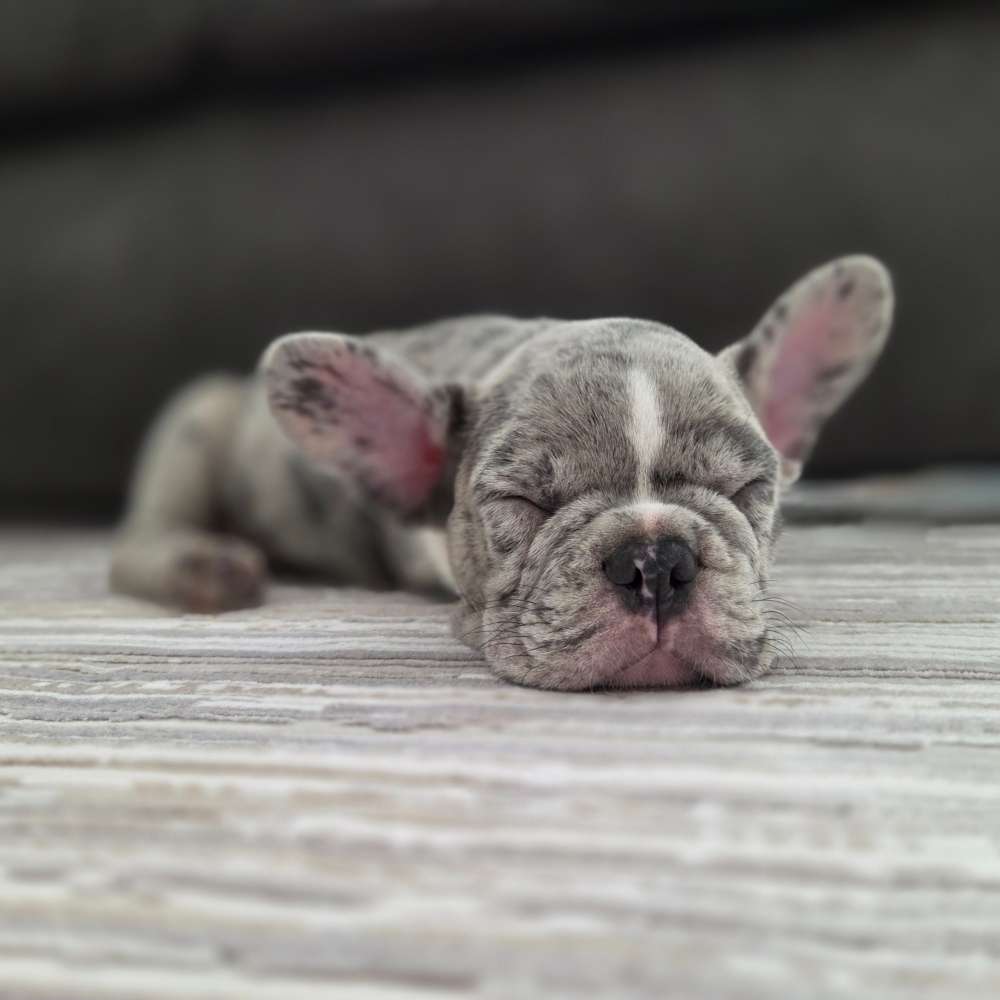 Hundetreffen-Welpentreff-Profilbild