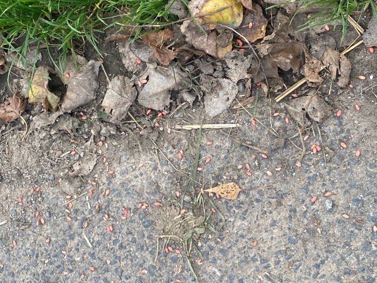 Giftköder-Giftweizen-Profilbild