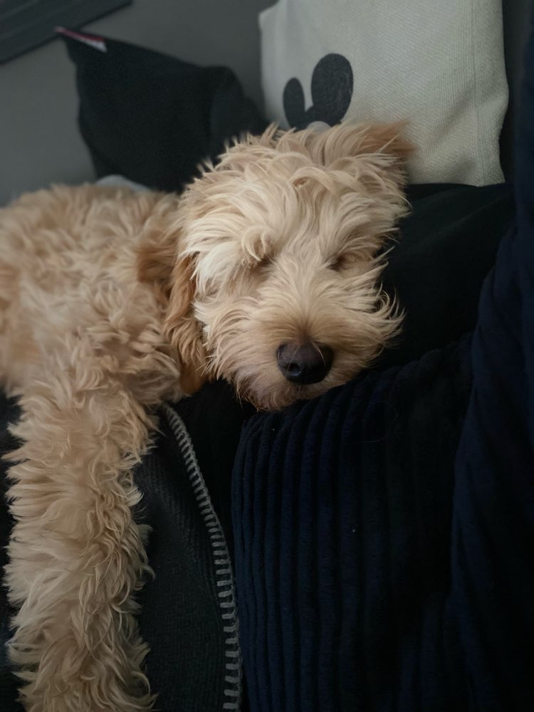 Hundetreffen-Gassirunde / Spieltreffen / Trainingspartner-Profilbild